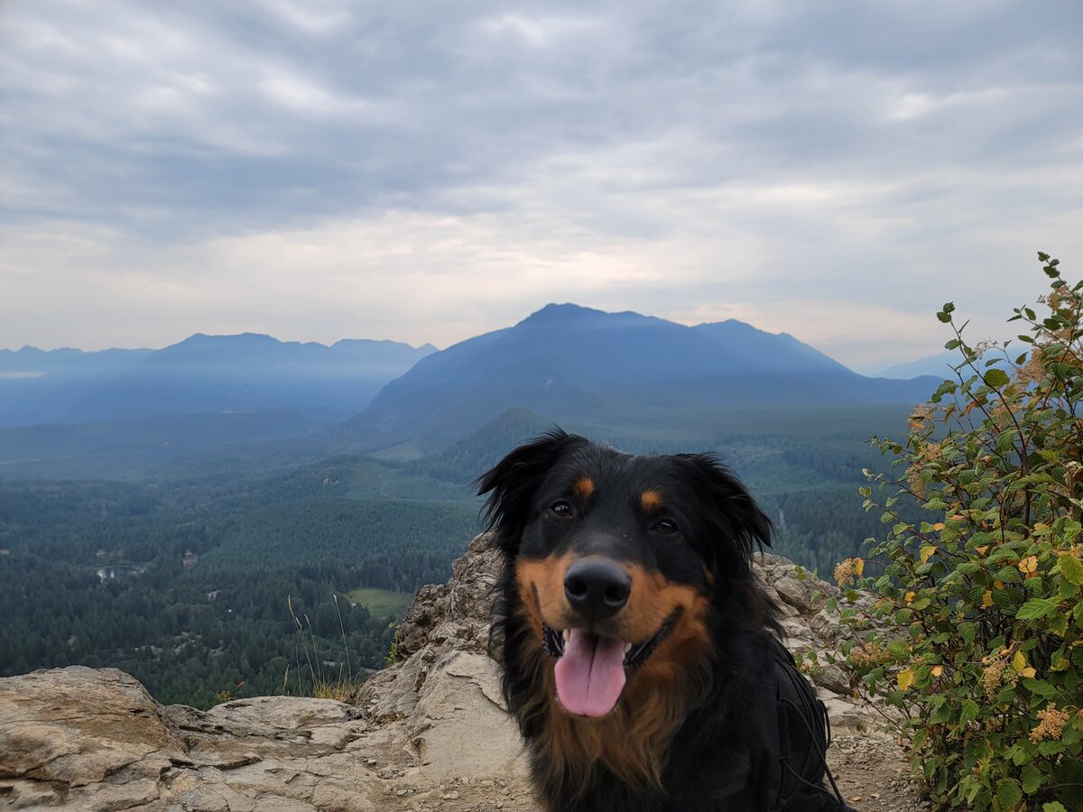 Dog on a Pacific Northwest mountain hike